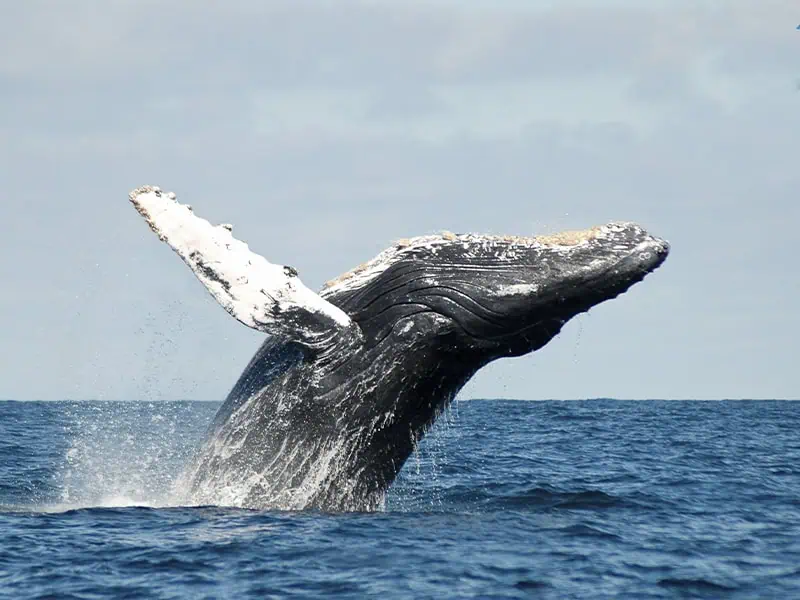 Humpback Whale Breaching