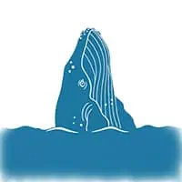 Spyhop behavior of a whale in its natural habitat