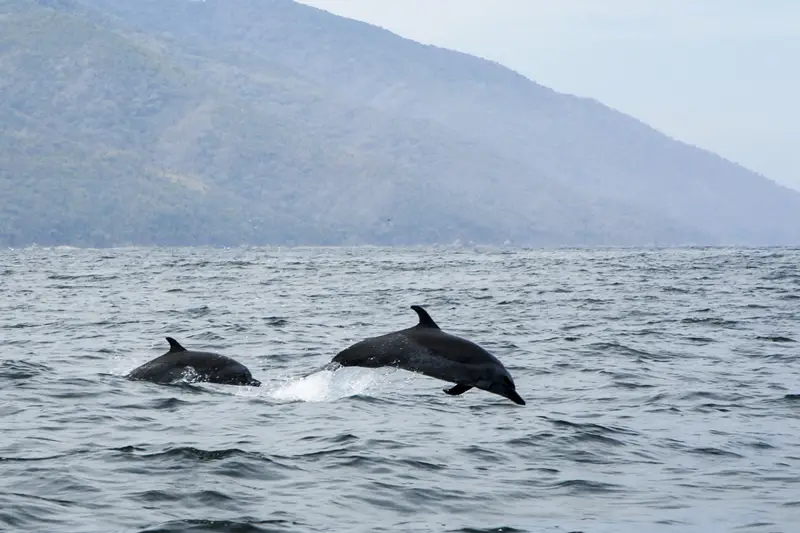 Avistamiento y nado con delfines